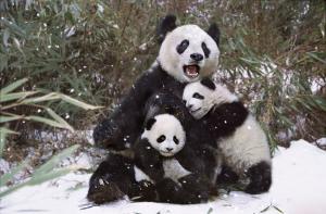 giant pandas base view sichuan